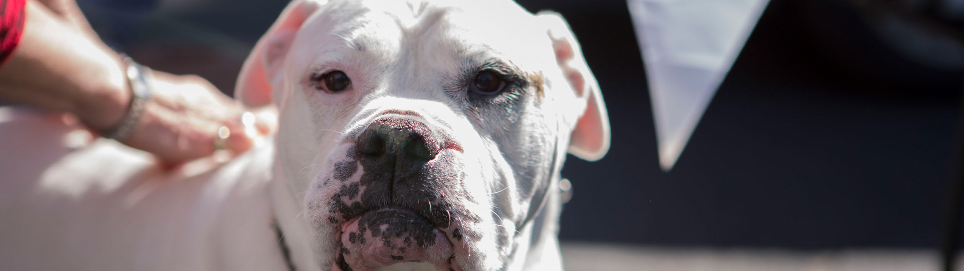 athens_team_header_image A close-up of a dog at a senior retirment community.